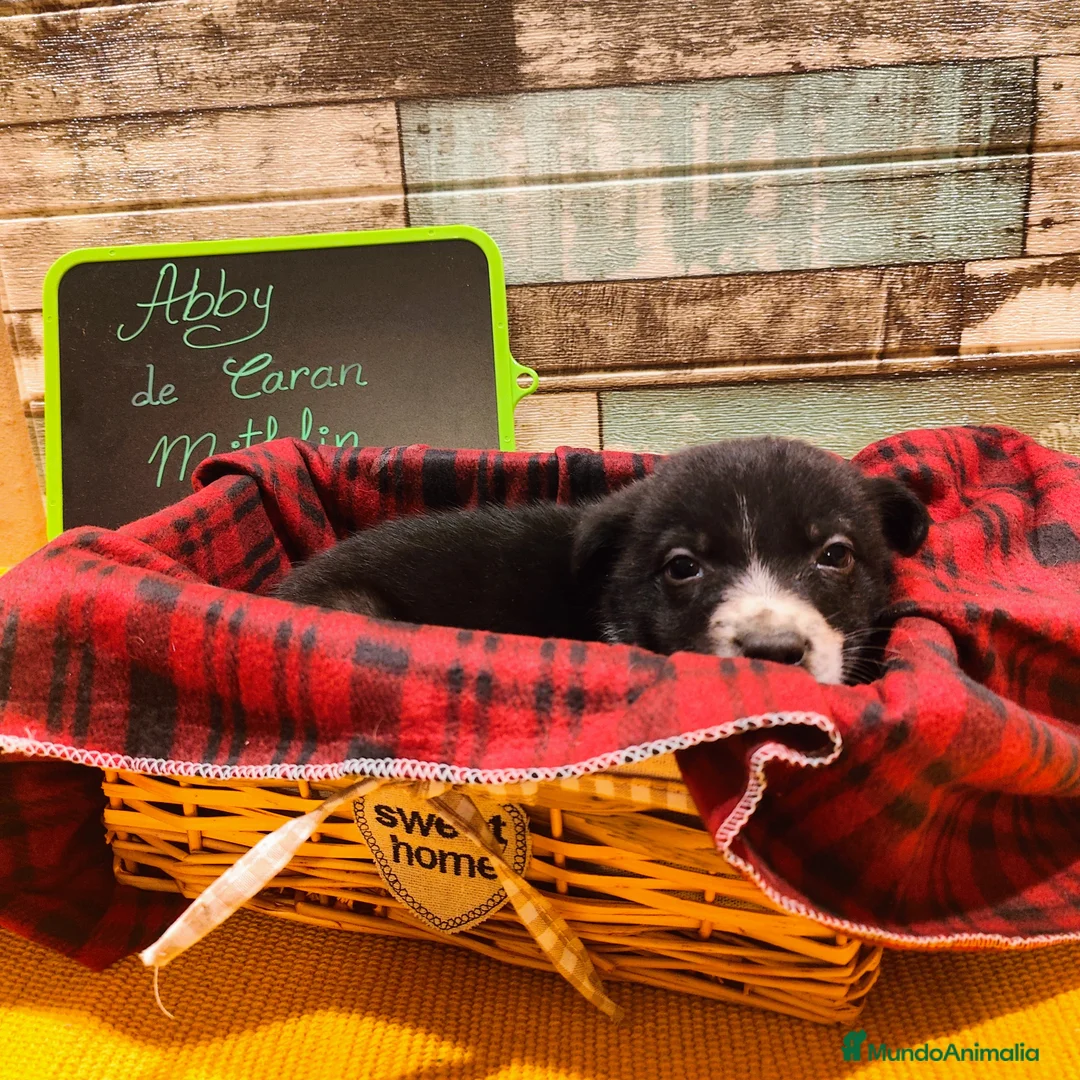 Border Collie perros en venta: Cachorros Border Collie listos para entregar - Anuncio 12