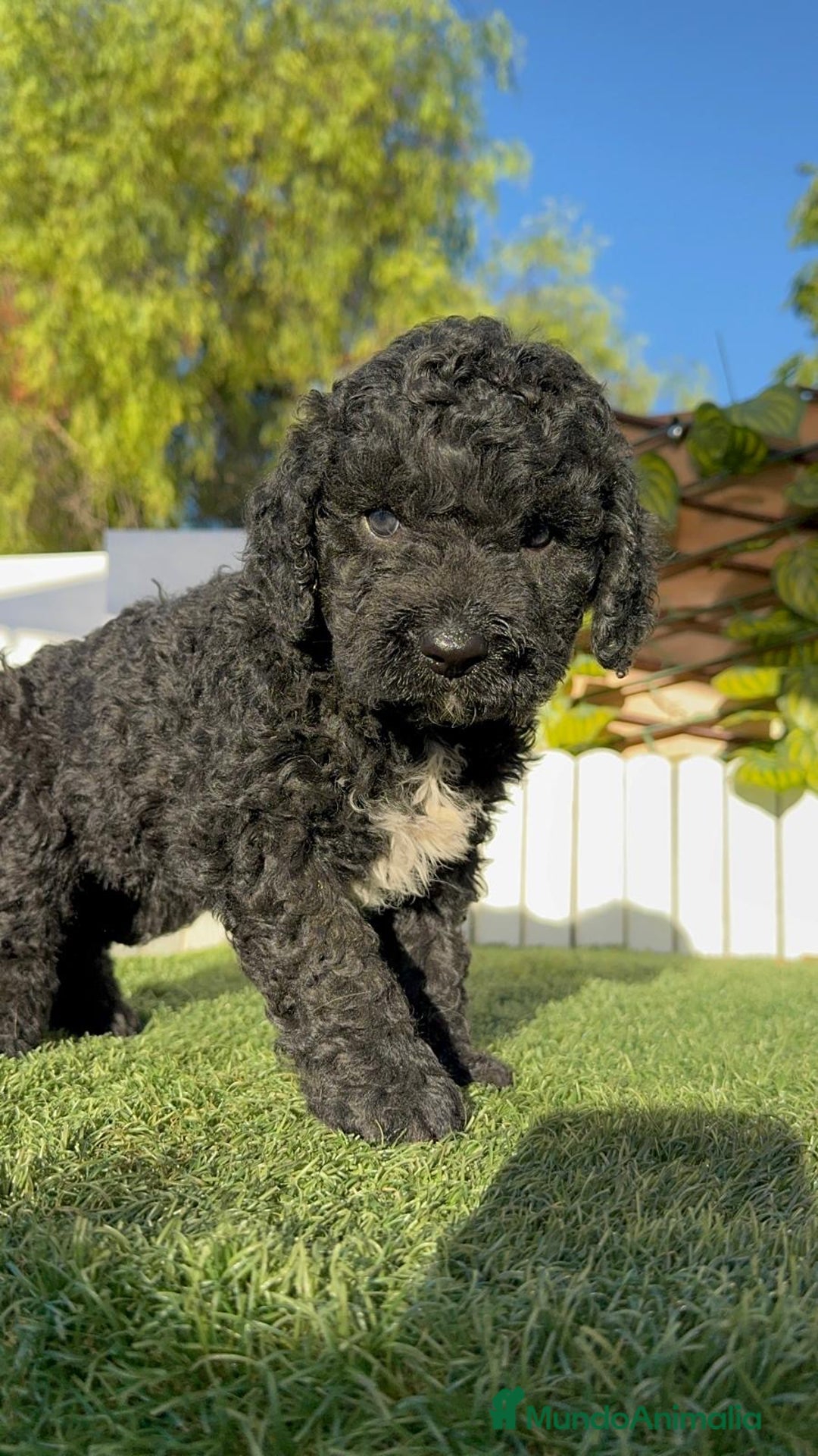 Perro de Agua Español perros en venta: PERRO DE AGUA ESPAÑOL - Imagen 8