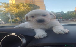 Golden Retriever perros en venta: Macho de golden retriever  - Imagen 4