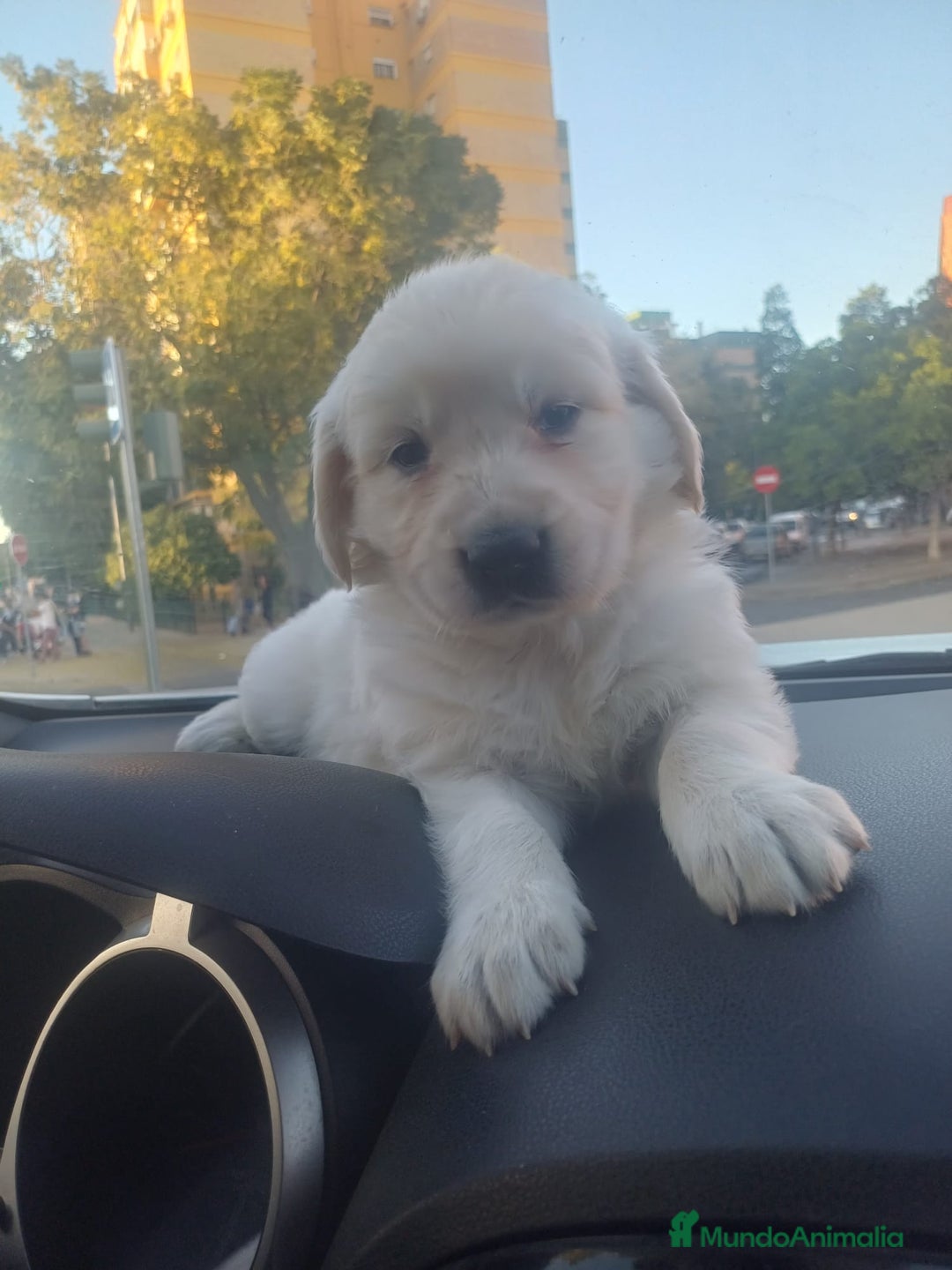 Golden Retriever perros en venta: Macho de golden retriever  - Imagen 4