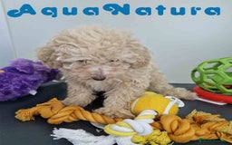 Caniche Toy perros en venta: Caniche Hembra 1746 AQUANATURA - Imagen 2
