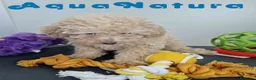 Caniche Toy perros en venta: Caniche Hembra 1746 AQUANATURA - Anuncio 2