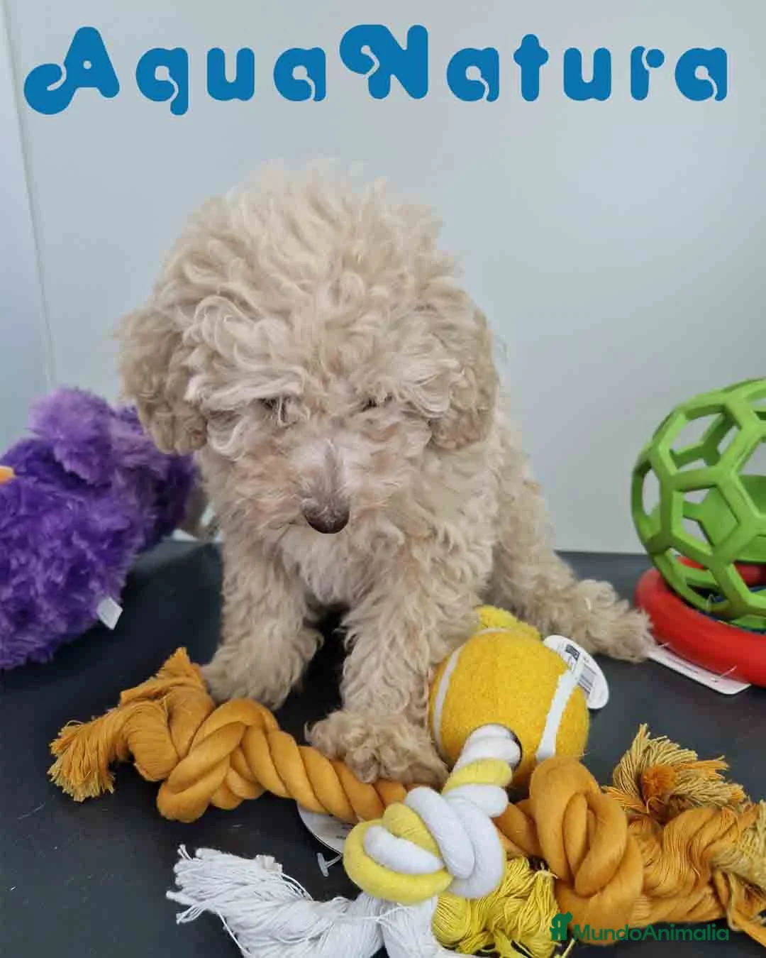Caniche Toy perros en venta: Caniche Hembra 1746 AQUANATURA - Anuncio 2