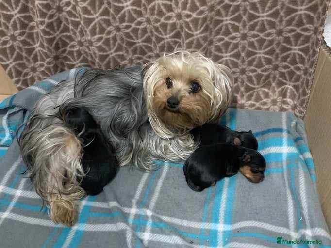 Imagen de galería {{count}}