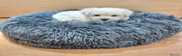 Bichón Maltés perros en venta: Bichón Maltés  - Anuncio 4