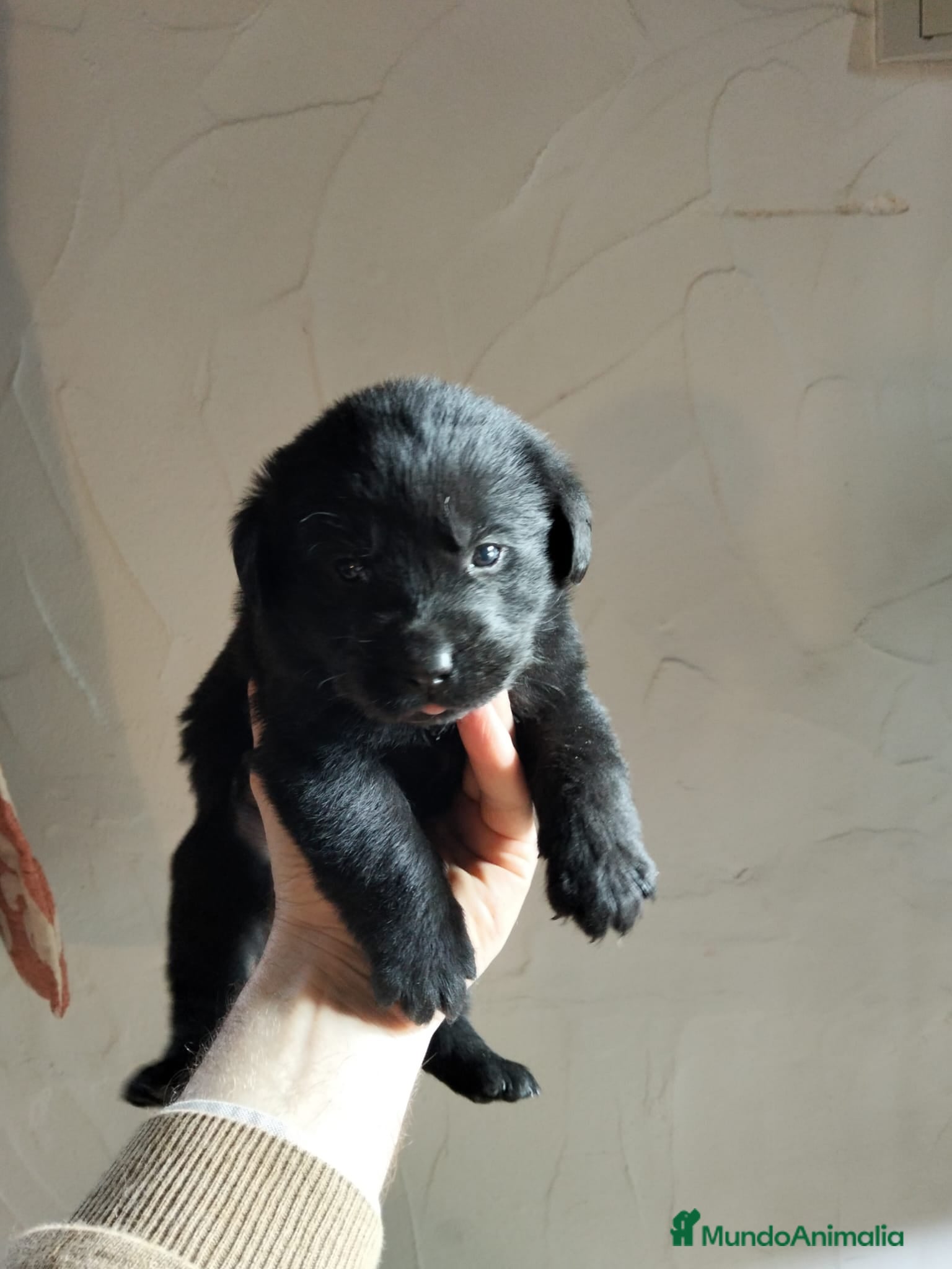 Labrador Retriever perros Labrador Retriever Negros - Anuncio 1