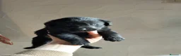 Labrador Retriever perros en venta: Labrador Retriever Negros - Anuncio 1