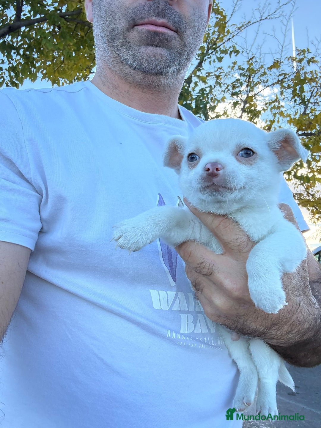 Chihuahua perros en venta: Chihuahua toy exclusivo - Anuncio 9