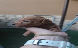 Caniche Enano perros en venta: preciosos caniches  en Segovia - Imagen 8