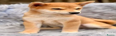 Shiba Inu 1