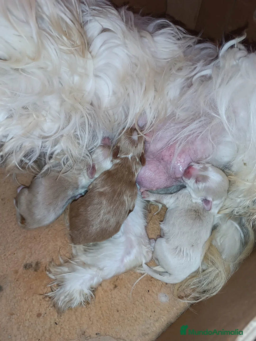 Maltipoo perros en venta: MALTIPOOS  - Anuncio 2