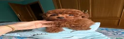 Caniche Toy perros en venta: Caniche toy excelente cachorrito !!! - Anuncio 2