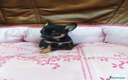 Chihuahua perros en venta: Chihuahua toy - Imagen 5