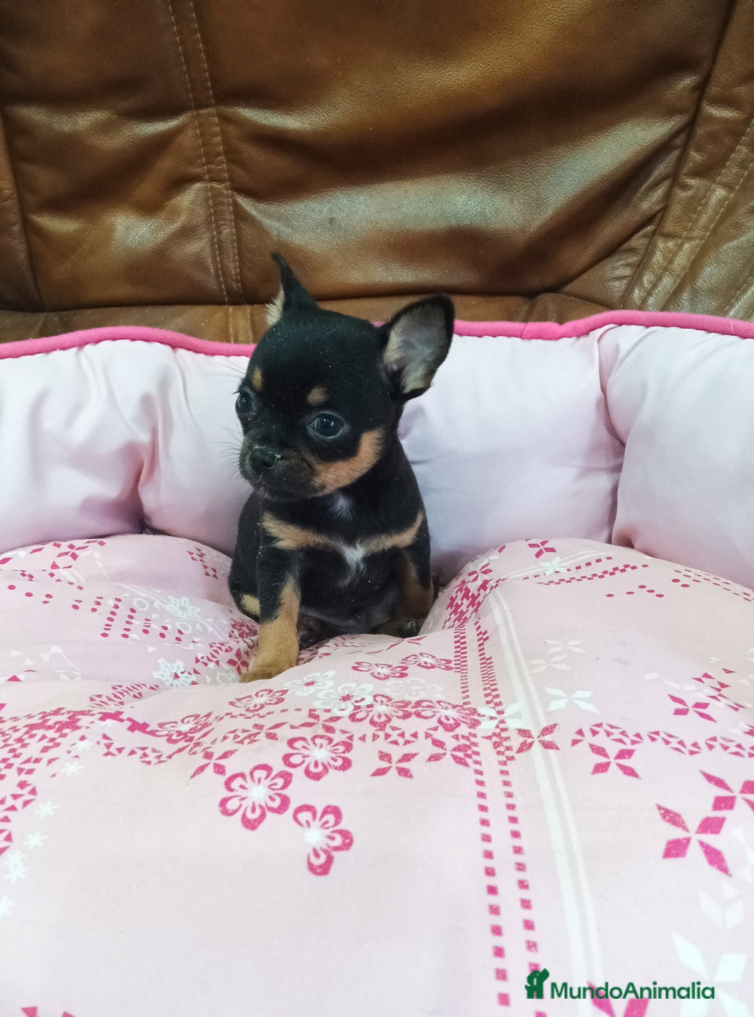 Chihuahua perros en venta: Chihuahua toy - Imagen 5