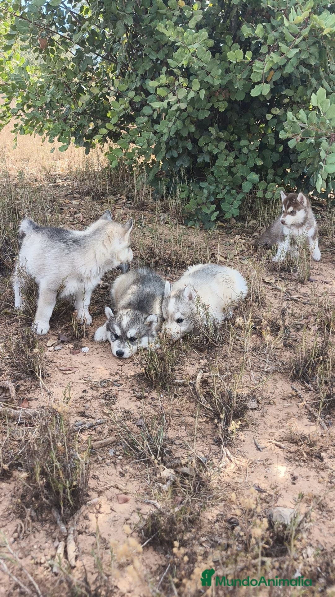 Husky Siberiano perros Husky SIBERIANO disponibles  - Anuncio 2