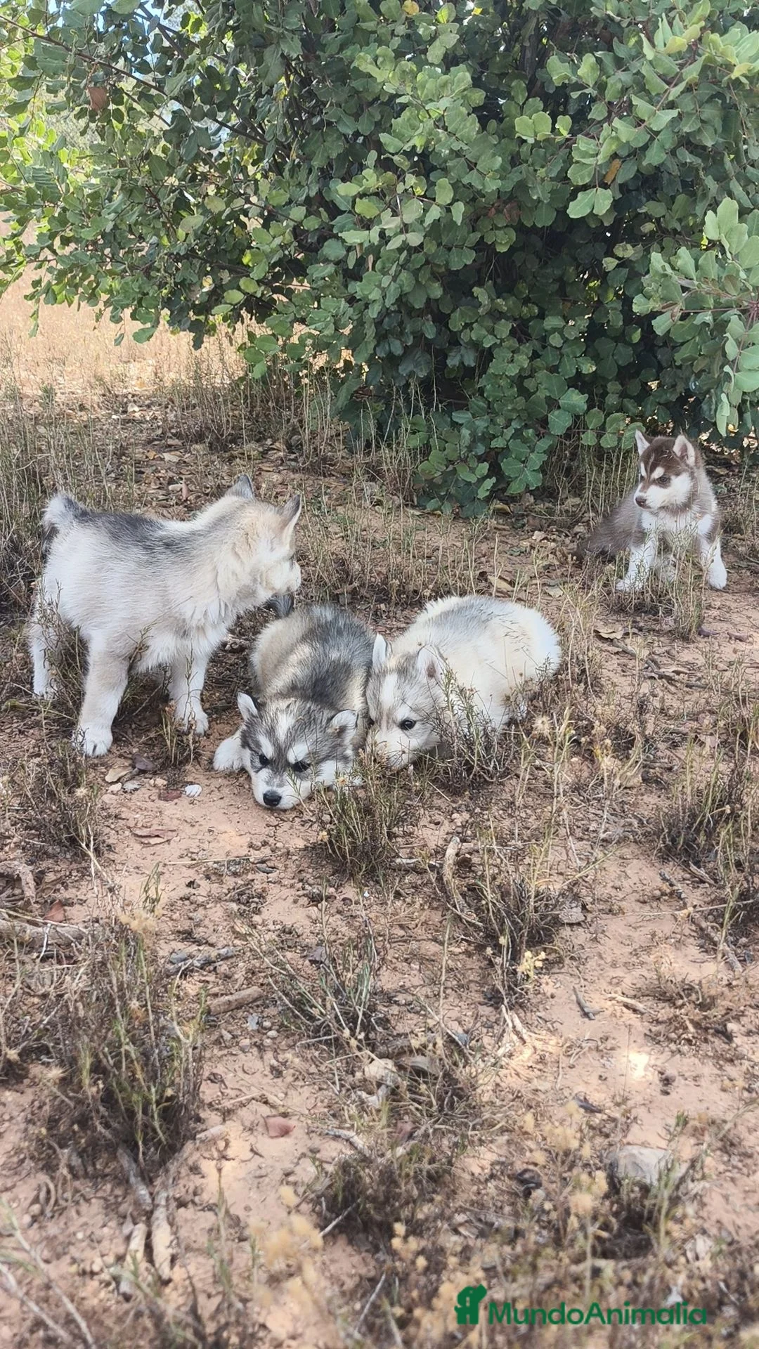 Husky Siberiano perros en venta: Husky SIBERIANO disponibles  - Anuncio 1