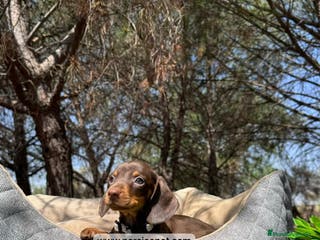Teckel Miniatura perros CACHORROS TECKEL KANINCHEN - Anuncio 10