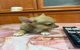 Chihuahua perros en venta: Chihuahua toy ruso macho - Imagen 6