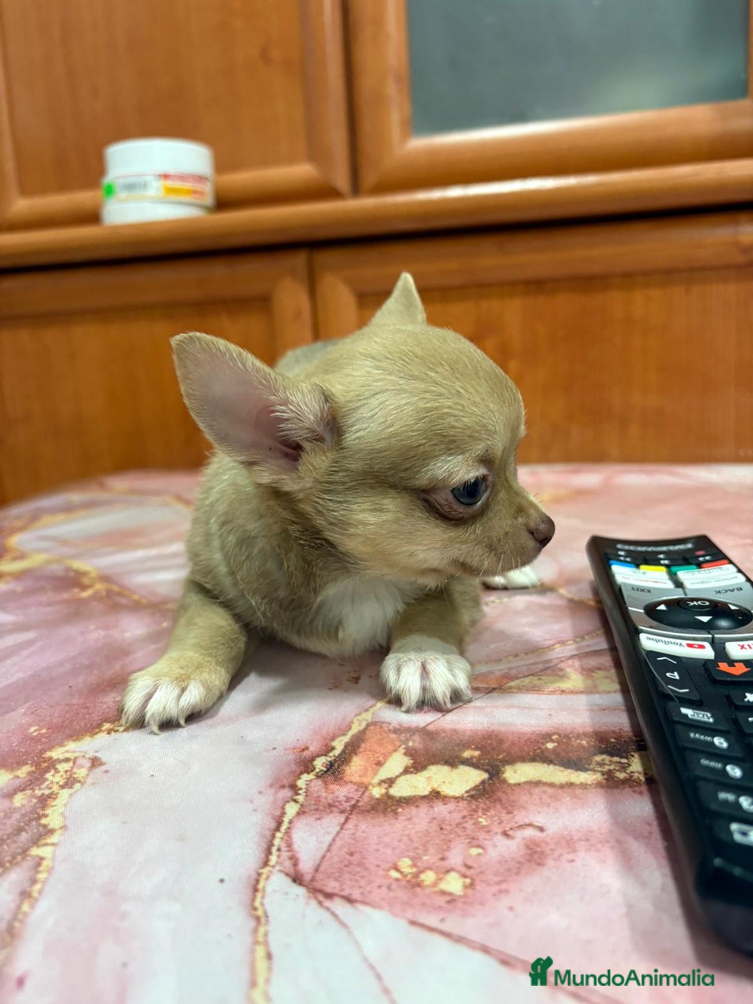 Chihuahua perros en venta: Chihuahua toy ruso macho - Imagen 6