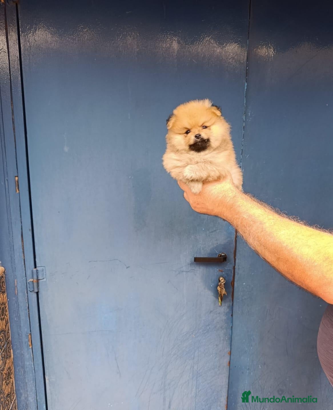 Pomerania perros Macho pomerania osito  - Anuncio 1