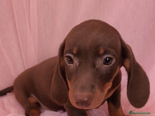 Teckel Miniatura perros - Anuncio 2