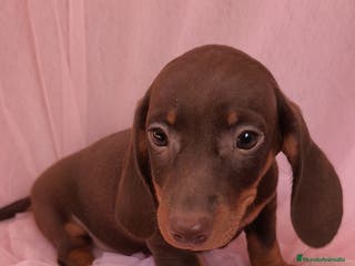 Teckel Miniatura perros Teckel Kanichen hembra chocolate 🍫 - Anuncio 24