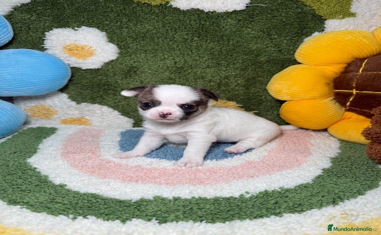 Chihuahua perros - Anuncio 1