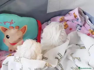 Bichón Maltés perros Bichon Maltese Coreano Asiático Puro mini - Anuncio 8