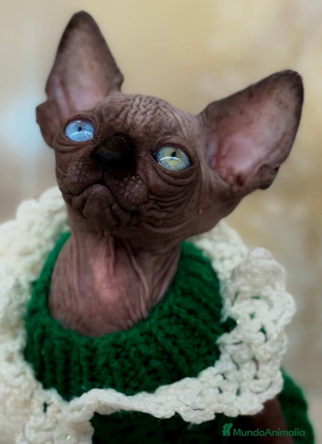 Sphynx gatos en venta: Sphynx calidad  - Anuncio 1