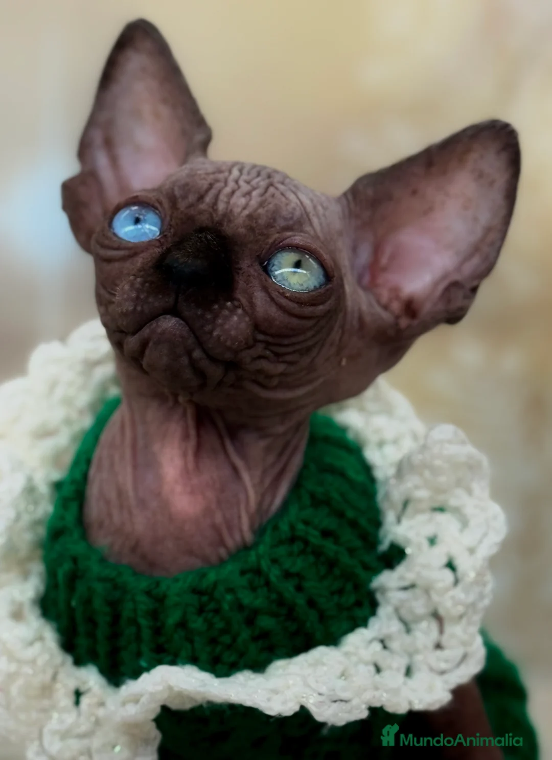 Sphynx gatos en venta: Sphynx calidad  - Anuncio 1