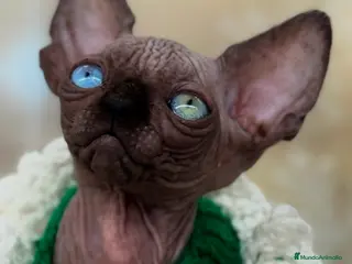 Sphynx gatos Sphynx calidad - Anuncio 5