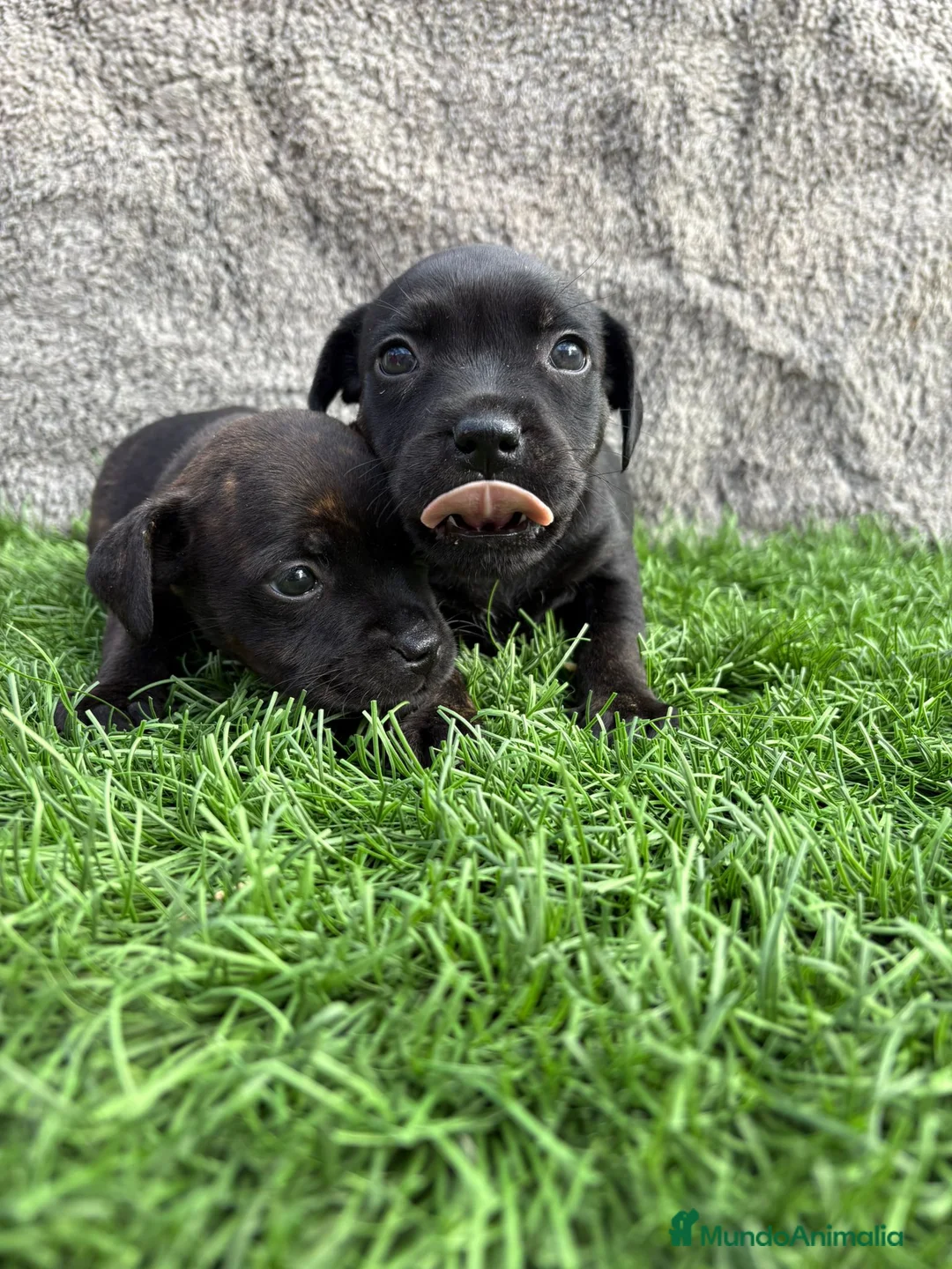 Staffordshire Bull Terrier perros en venta: Cachorros macho hembra Staffordshire Bull Terrier  - Anuncio 1