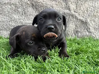 Staffordshire Bull Terrier perros Cachorros macho hembra Staffordshire Bull Terrier - Anuncio 1
