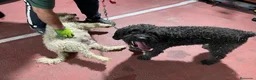 Perro de Agua Español perros en venta: ABRIMOS reservas  en Madrid - Anuncio 8
