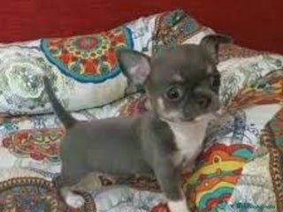 Chihuahua perros - Anuncio 1