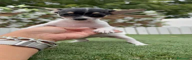 Chihuahua 1