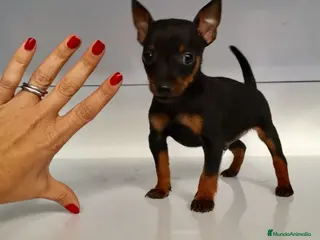 Ratón de Praga perros Ratón de Praga - Anuncio 3