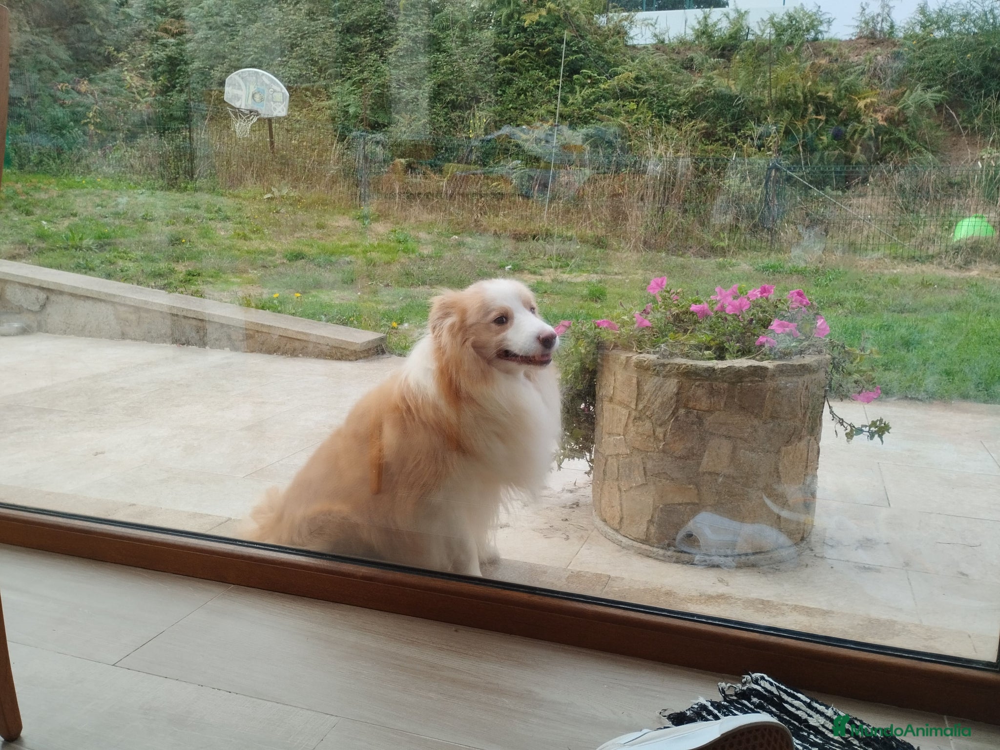 Bearded Collie perros Macho border collie color rojo australiano  - Anuncio 1