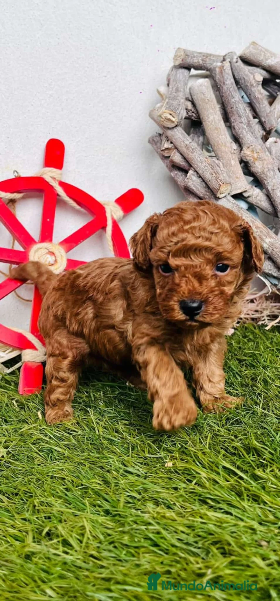 Caniche Toy perros en venta: CAMADA DE CANICHE TOY  en Barcelona - Anuncio 5