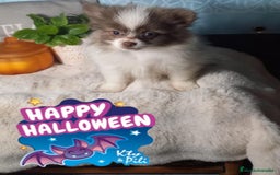 Pomchi perros en venta: Pomchi macho chocolate y blanco  - Imagen 1