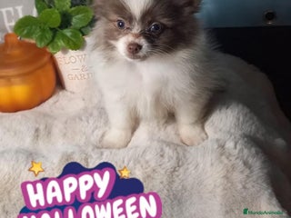 Pomchi perros - Anuncio 2