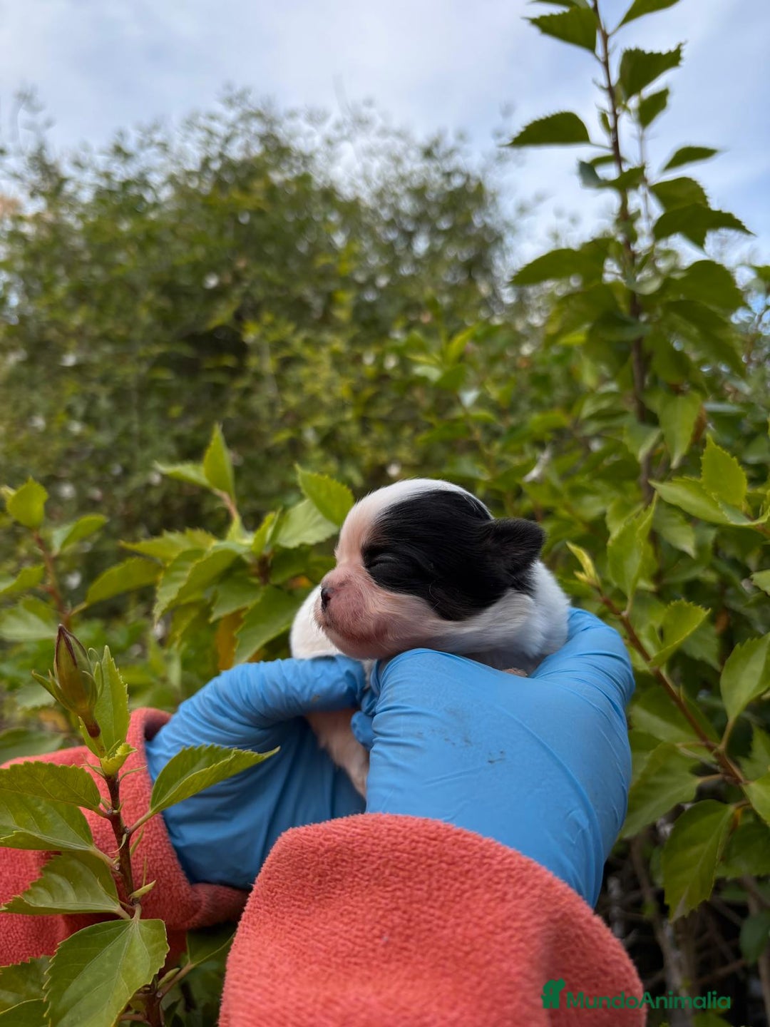 Raza Mixta perros en venta: Mal Shi - Anuncio 4