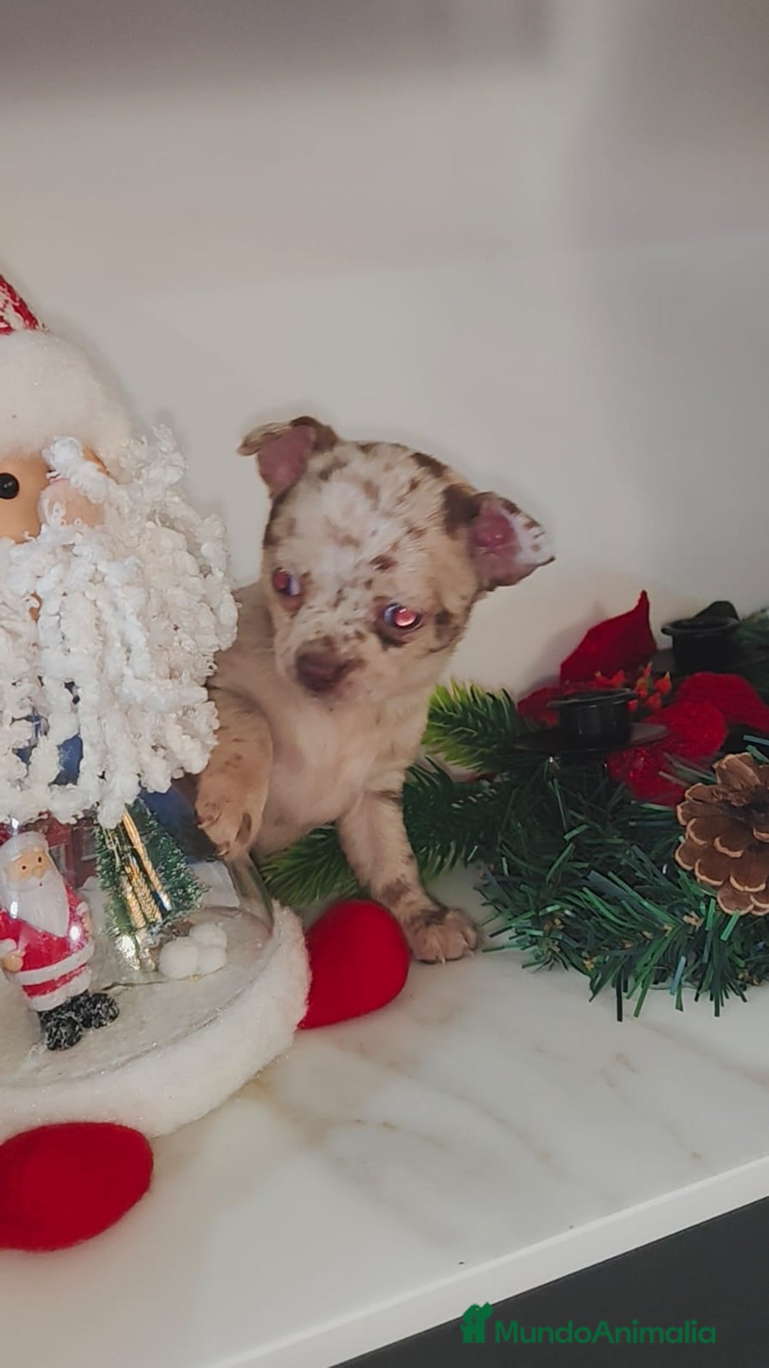 Chihuahua perros en venta: Hembra de chihuahua merle  - Anuncio 3