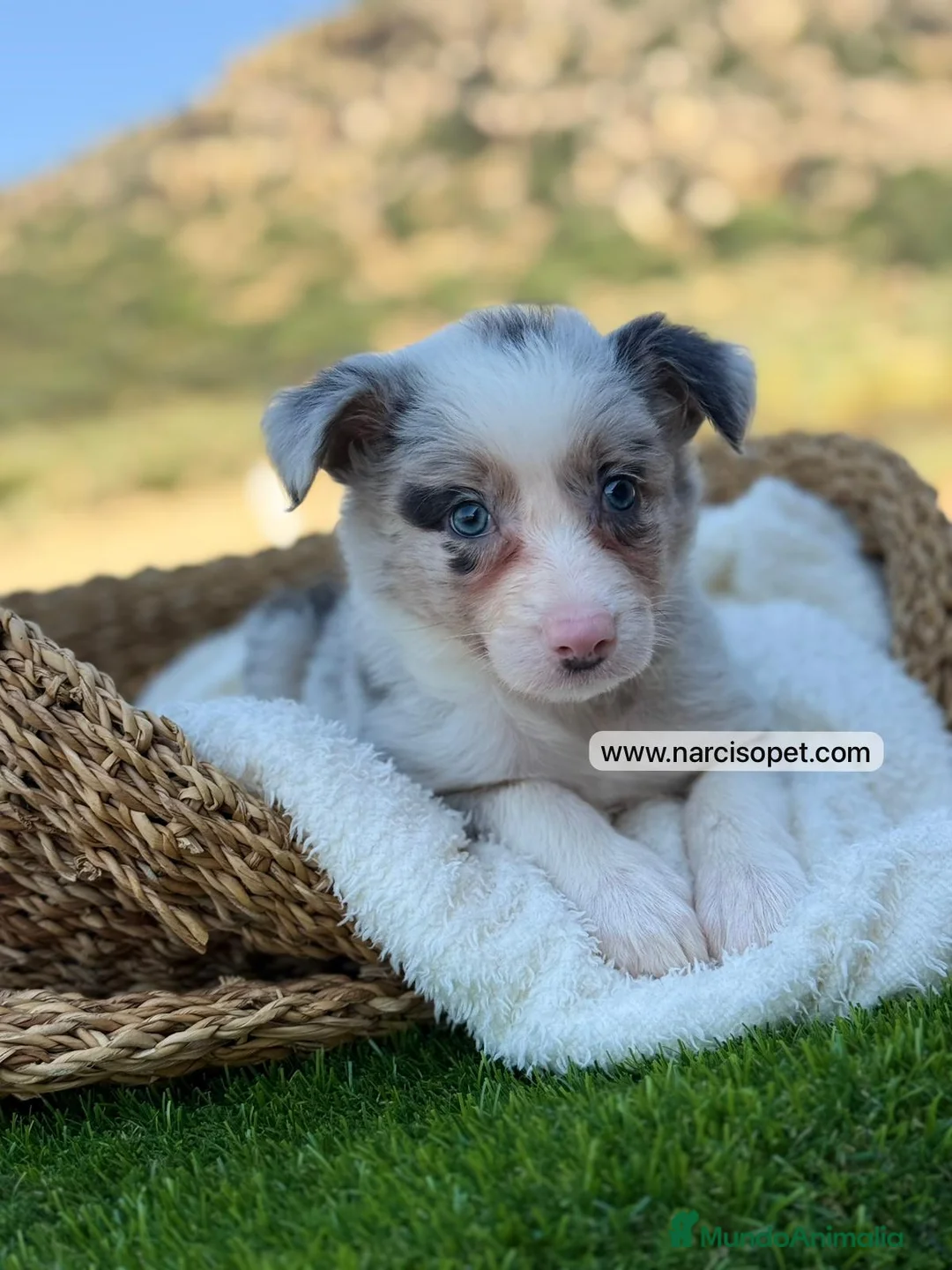 Border Collie perros en venta: BORDER COLLIE MERLE HEMBRA - Anuncio 8