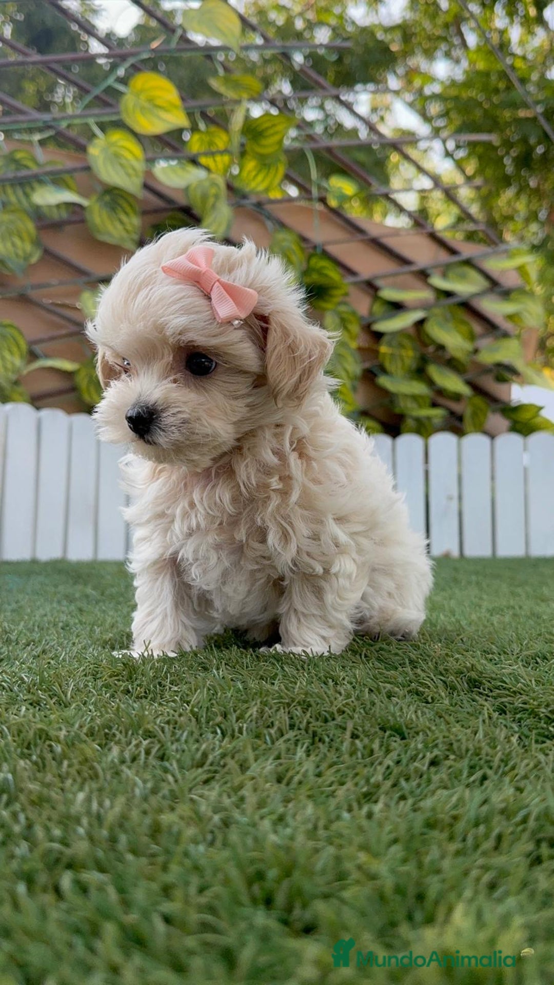 Maltipoo perros en venta: MALTIPOO MACHO EN SEVILLA, ENVIOS A TODA ESPAÑA - Imagen 6