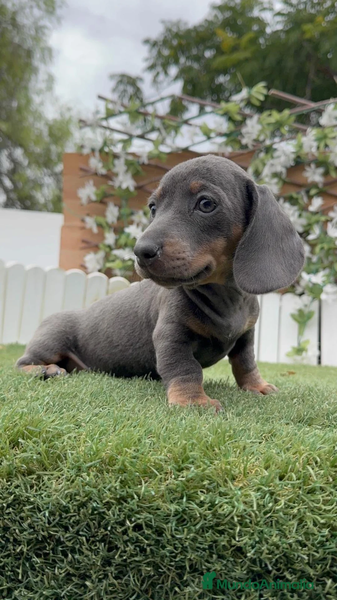 Teckel Miniatura perros en venta: TECKEL MINIATURA 🎀-LISTA PARA ENTREGAR - Anuncio 2