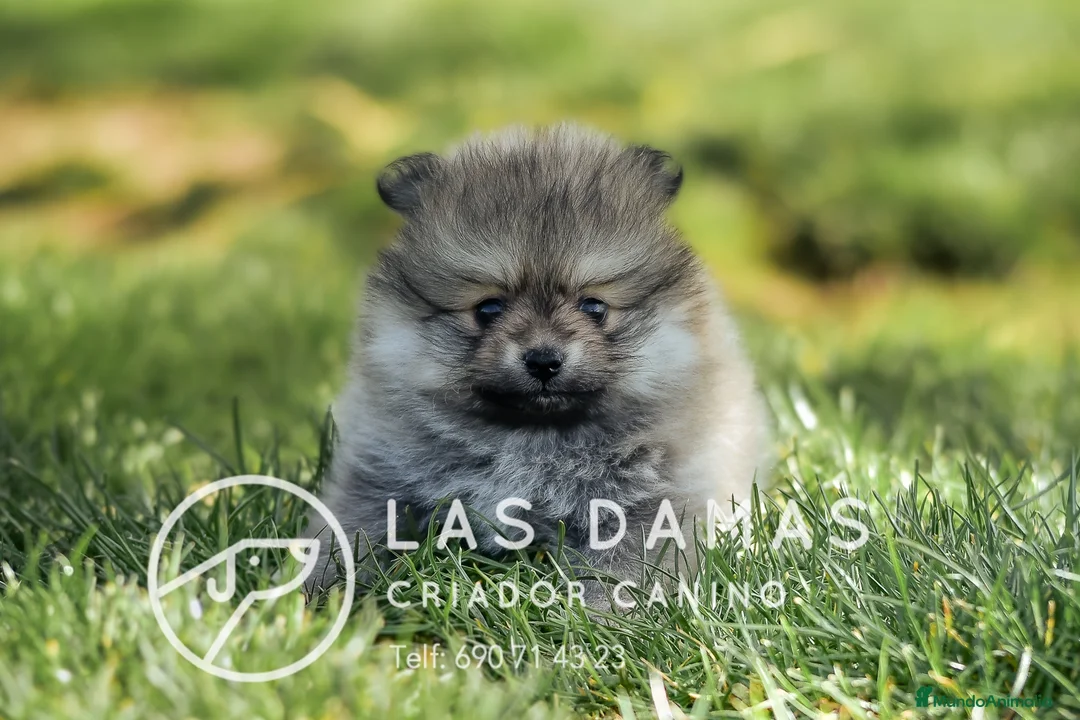 Pomerania perros en venta: Pomeranias disponibles - Anuncio 2