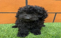 Cavapoo perros en venta: CAVAPOO - Imagen 1