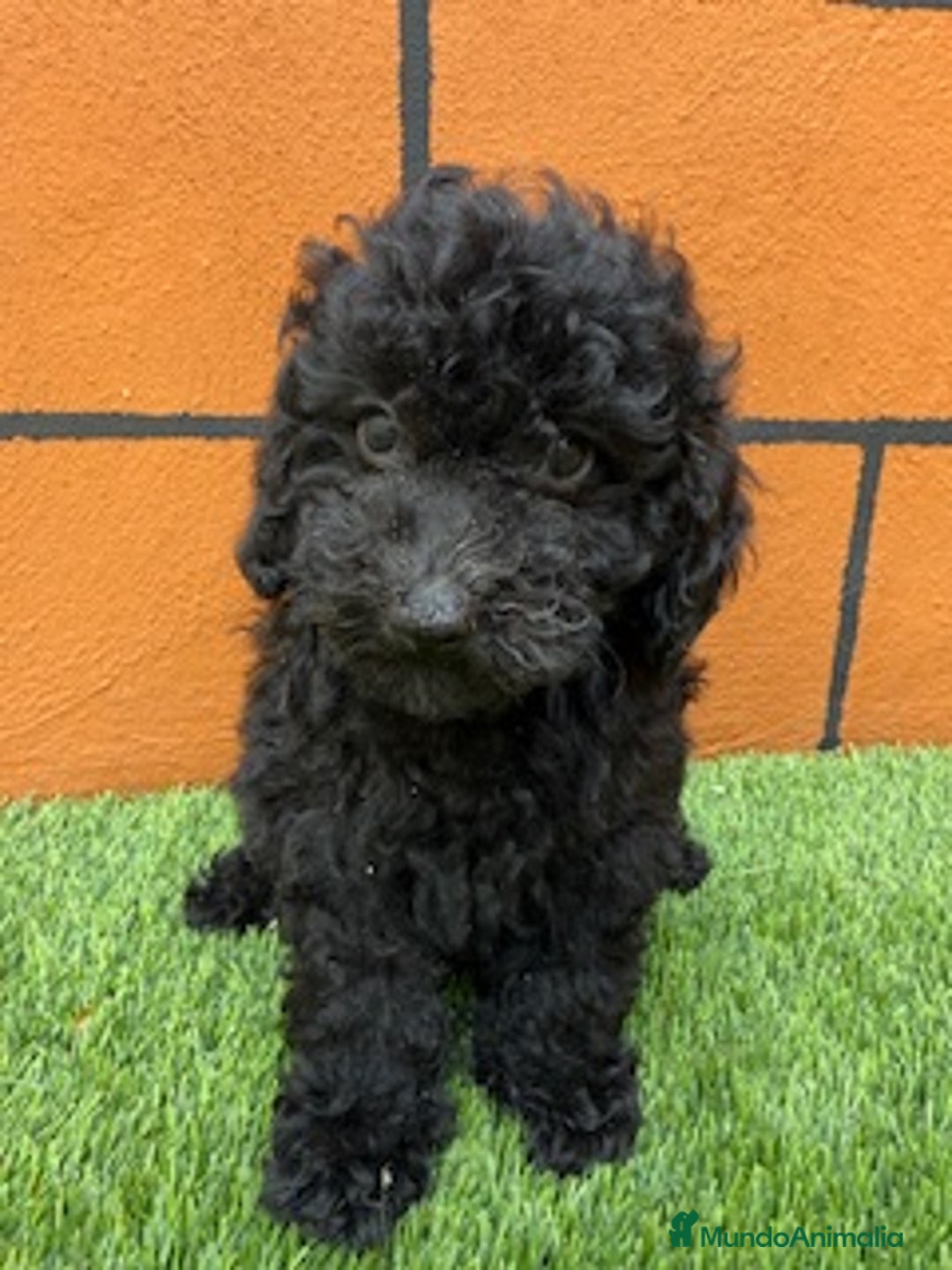 Cavapoo perros en venta: CAVAPOO - Imagen 1