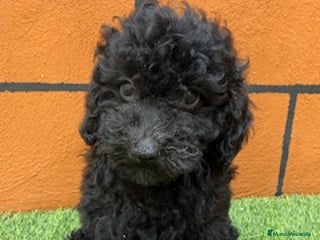 Cavapoo perros - Anuncio 1